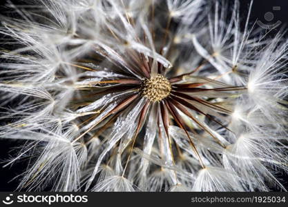 Pappus or seed-clock of a catsear flower, Hypochaeris radicata, a false dandelion perennial native to Europe which produces bright yellow flowers