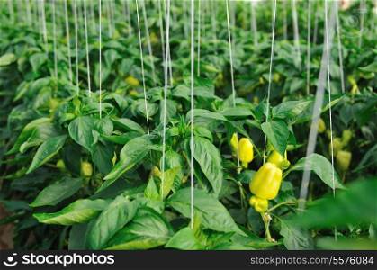 paprika in greenhouse