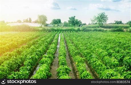 Paprika pepper plantation field after rain. Agriculture, farming. Growing vegetables in the agricultural industry. Organic food products. Farmland. Fresh green greens. Plant growing, agronomy.