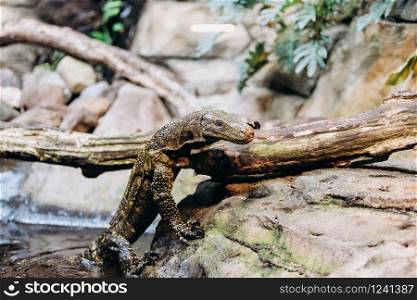 Papuan monitor Lizard climbs out of the water in the national reserve