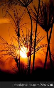 Papyrus plants are silhouetted against the read and orange sky of sunset in the Okovango Delta.