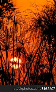 Papyrus silhouette against the sun setting on the Okavango Delta in Botswana.