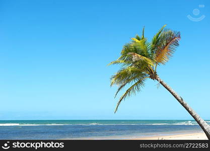 Paradise Brazilian Beach