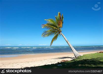 Paradise Brazilian Beach