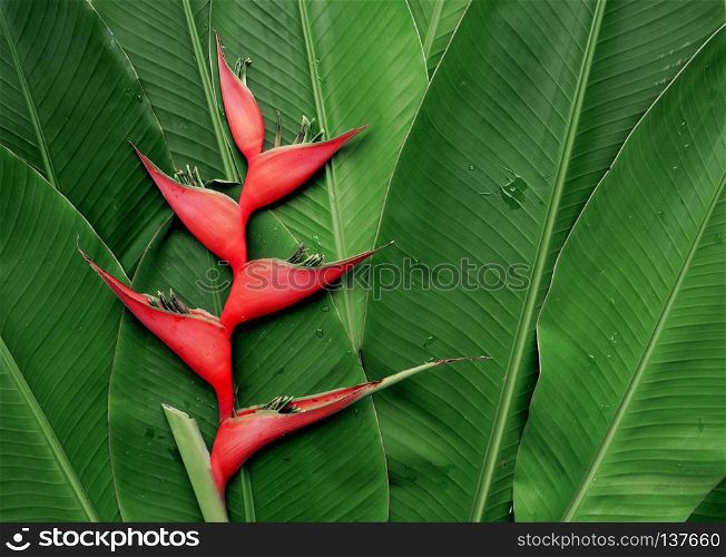 Paradise heliconia flower with tropical leaves nature background. Heliconia flower on tropical foliage.