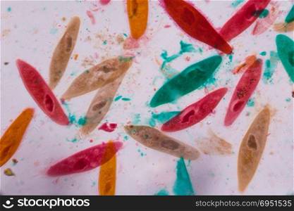 Paramecium caudatum under the microscope - Abstract shapes in color of green, red, orange and brown on white background.