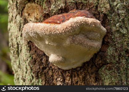 Parasitic mushroom. Parasitic mushroom grows on a stem of tree