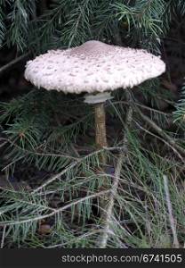 Parasol mushroom under fir. Parasol mushroom under a fir