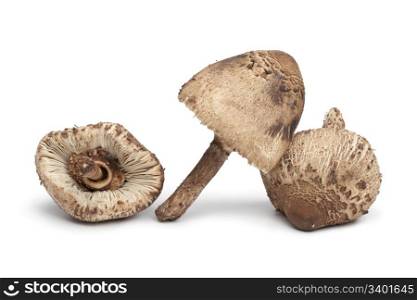Parasol mushrooms on white background