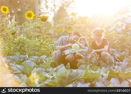 Parents and daughter harvesting cabbages at farm