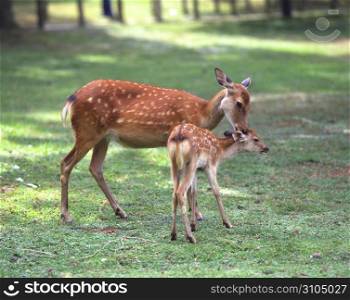 Parents Deer