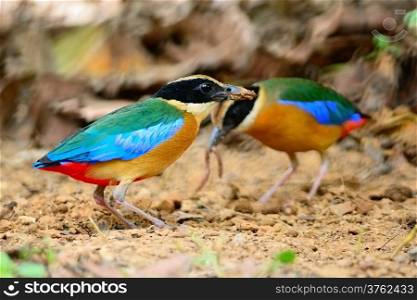 Parents of Blue-winged Pitta (Pitta moluccensis) standing and finding the earthworm for its chicks, on the ground
