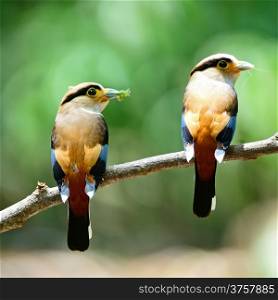 Parents of Silver-breasted Broadbill (Serilophus lunatus), male and female in feeding season, back profile, with the green background