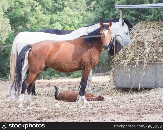 "parents sons horses. Image of horses with "horse mummy" and baby horse. Anglo Arab Sardinian race"