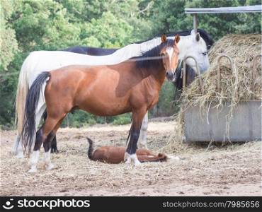 "parents sons horses. Image of horses with "horse mummy" and baby horse. Anglo Arab Sardinian race"