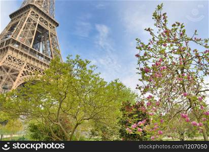 parisian garden with tree blosoming in spring and part of eiffel tower background