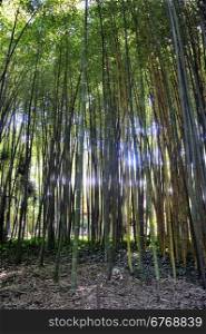 Park Anduze bamboo where almost all species are represented and promoted in an Asian garden.