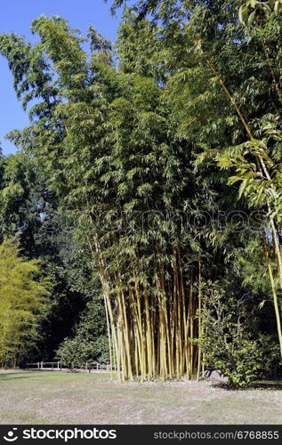 Park Anduze bamboo where almost all species are represented and promoted in an Asian garden