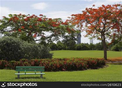 Park bench in a garden