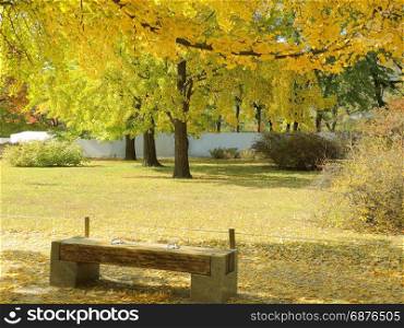 Park bench in a gorgeous autumn park