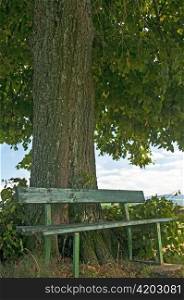 park bench under old lime tree