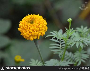 Park, bright yellow marigold moist with condensation.
