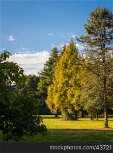 Park in autumn.Lonely beautiful autumn tree,Milan italy.&#xA;&#xA;,