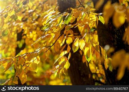 Park in autumn with beautiful autumn foliage