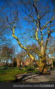 park in london spring sky and old dead tree