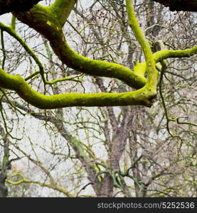 park in london spring sky and old dead tree