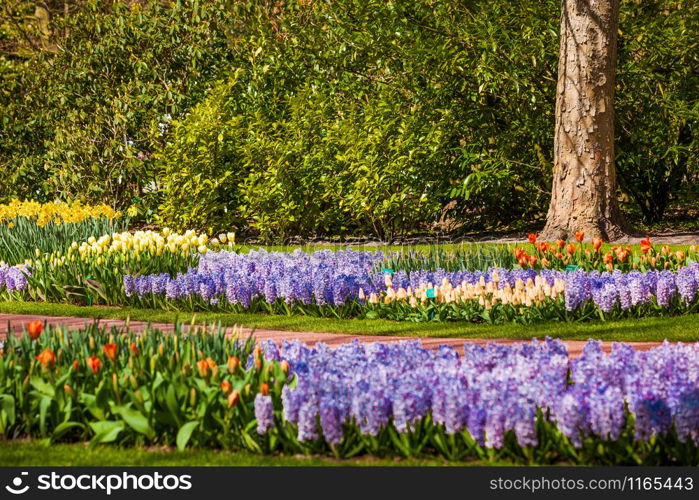 Park In Spring Time. Spring Background