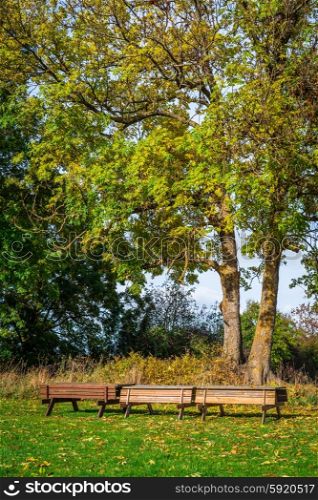 Park in the autumn with tree benches