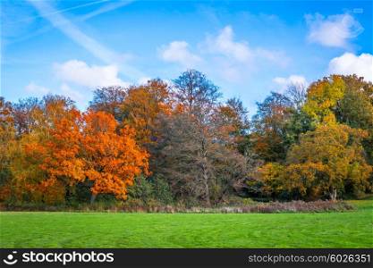 Park in the autumn with trees in beautiful colors