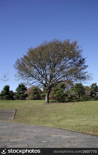 Park landscape