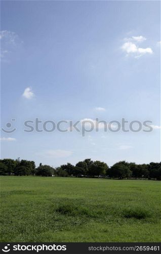 Park landscape, grass and trees