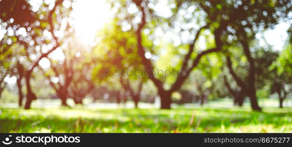 Park outdoor landscape. Park outdoor landscape. Summer abstract bokeh background. Park outdoor landscape