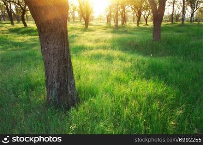 Park sunlight on green grass. Nature composition.