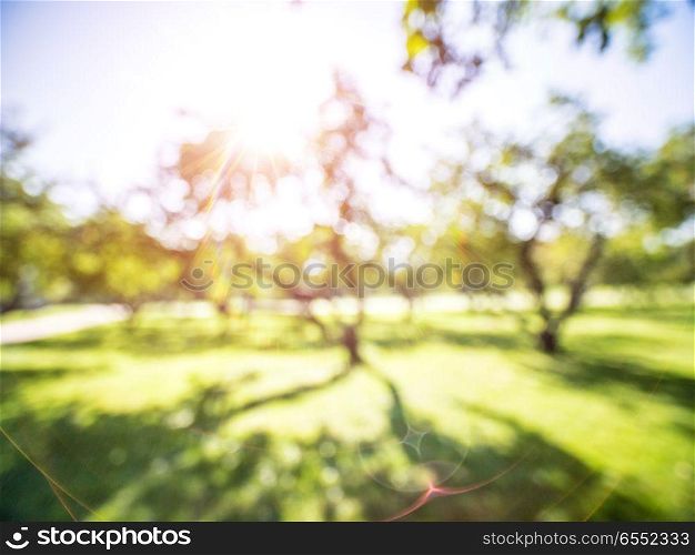 Park sunrise background. Park sunrise background. Summer abstract blur nature. Park sunrise background