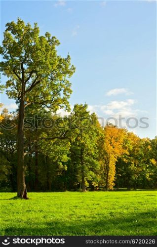 park with green meadow at early autumn