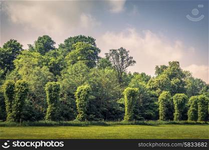Park with green trees on a row