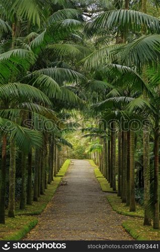 Park with palms and benches on Azores