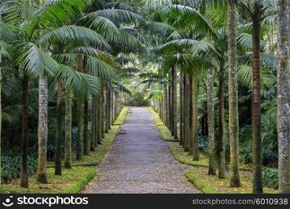 Park with palms and benches on Azores&#xA;