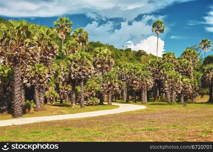 park with palms and road at summer day, Thailand