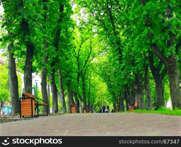 park with promenade path and big green trees. beautiful park with promenade path high green trees and benches