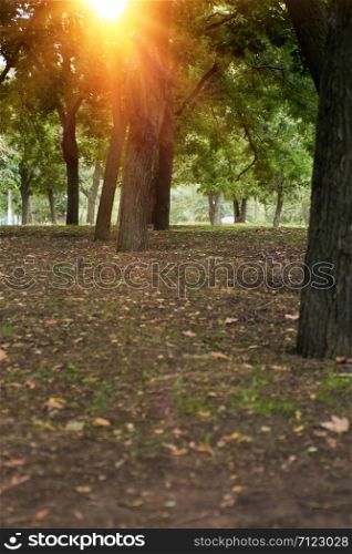 park with trees in the sunshine, Ukraine, day