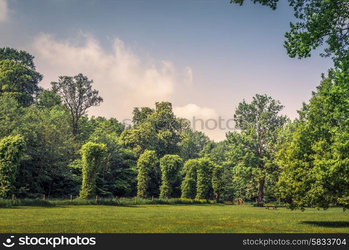 Park with various green trees and blue sky