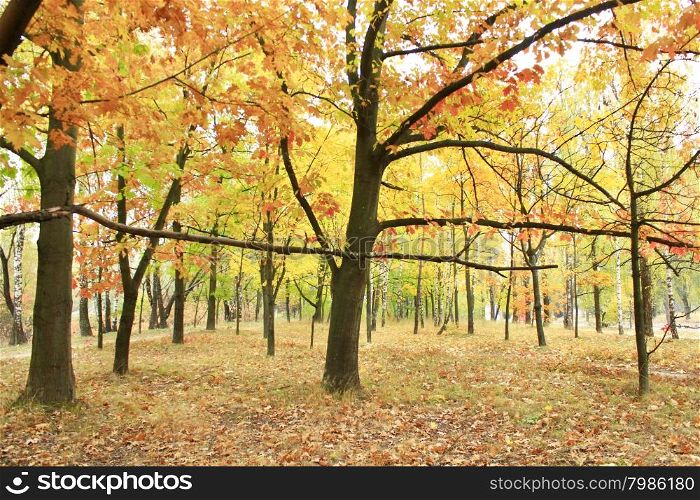 park with yellow trees leaves. Autumn park with beautiful trees with yellow leaves