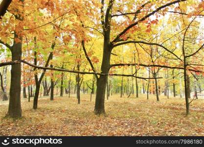 park with yellow trees leaves. Autumn park with beautiful trees with yellow leaves