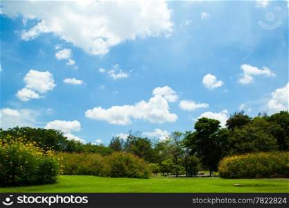 Parks and bright sky. The fresh green grass in the bright air.