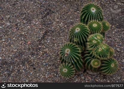 parodia warasii cactus in the botanical garden, Arid Plants, copy space.